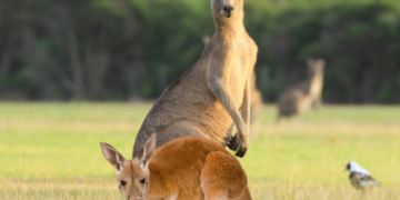 뉴질랜드 여행 정보