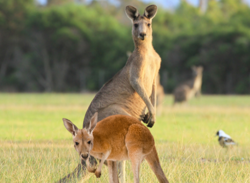 뉴질랜드 여행 정보