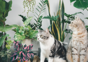 올겨울엔 공기청정기·가습기 대신 식물 한 그루 키우세요!