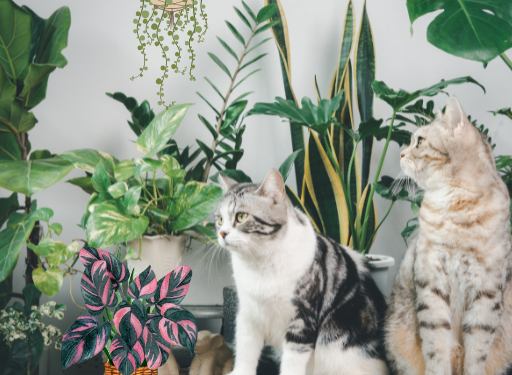 올겨울엔 공기청정기·가습기 대신 식물 한 그루 키우세요!